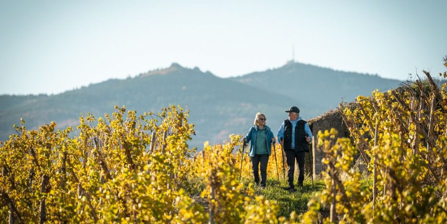 Rando Wine au Domaine Anthony Paret