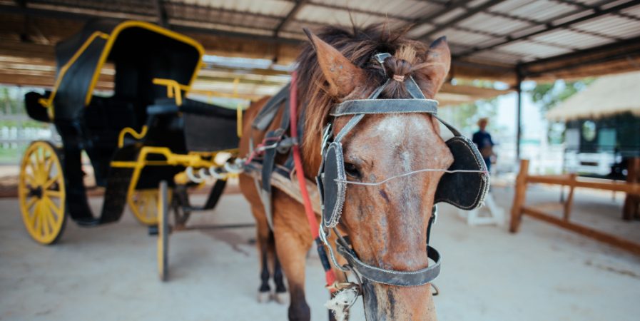 Journée de l&rsquo;Attelage à Chadrac