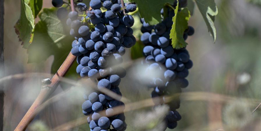 Visite du Domaine des Bardes – de Ferme en Ferme