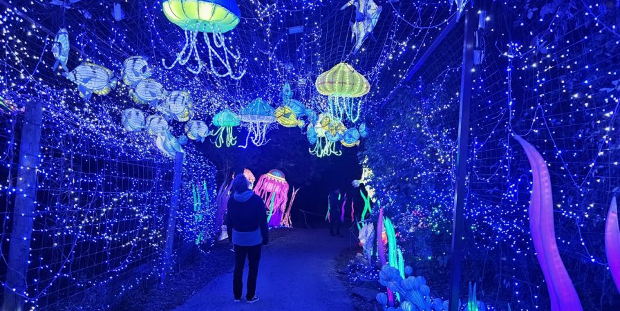 6ème Festival Lumières Sauvages