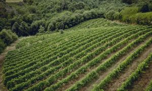 Apéro-vigne au Domaine des Bardes_Eclassan