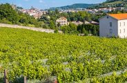 Visite et dégustation au domaine Clos du Paradis_Espaly-Saint-Marcel