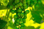 Visite et dégustation au domaine Clos du Paradis_Espaly-Saint-Marcel