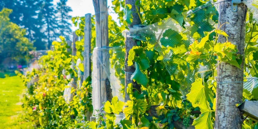 Visite et dégustation au domaine Clos du Paradis