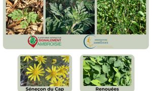 réunion espèces envahissantes.jpg