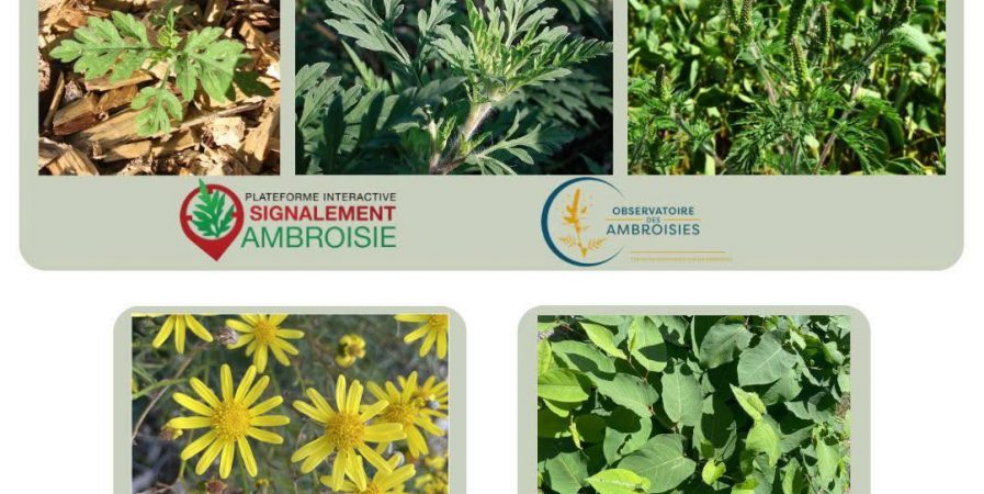 Réunion espèces exotiques envahissantes – enjeux santé & biodiversité