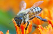 Le miel et les abeilles  (visite et dégustation)_Châteauneuf-de-Galaure