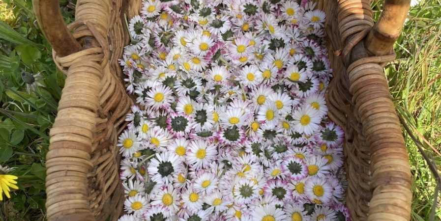 Les secrets des plantes sauvages (balade botanique)
