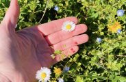 Les secrets des plantes sauvages_Manthes