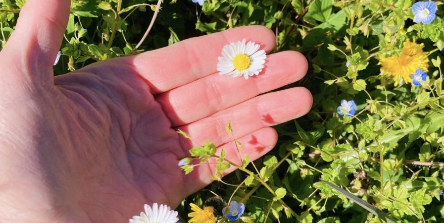 Les secrets des plantes sauvages (balade botanique)