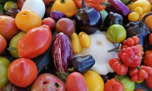 Sortie découverte « Horticulteur – Maraîcher »_Bourg-Argental