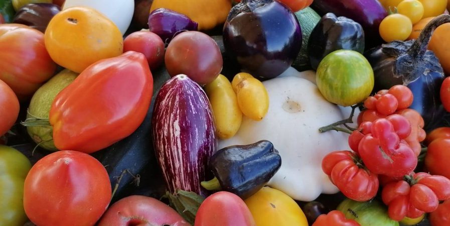 Sortie découverte « Horticulteur – Maraîcher »