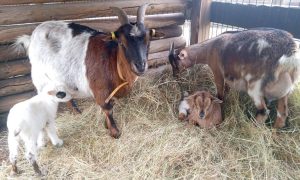 Visite de la ferme,  nourrissage des chèvres, brebis et alpagas_Yssingeaux