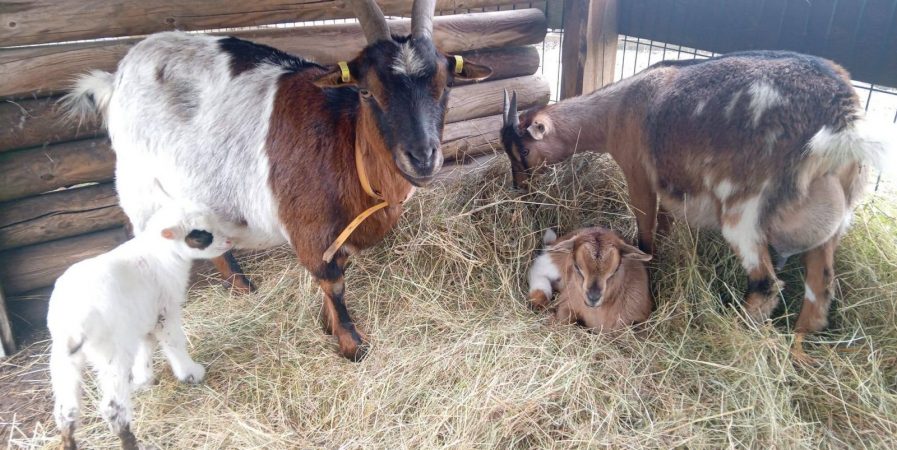 Visite de la Ferme pédagogique du Ranch Montana