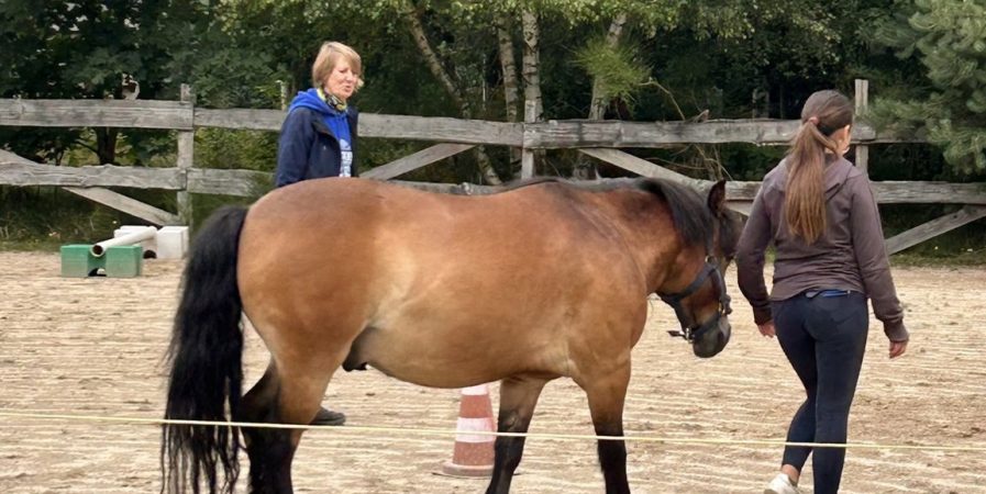 atelier de médiation équine enfants : au coeur de la relation