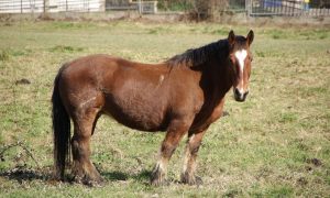 Concours de chevaux de trait modèle et allure_Yssingeaux