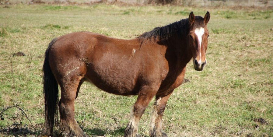 Concours de chevaux de trait modèle et allure