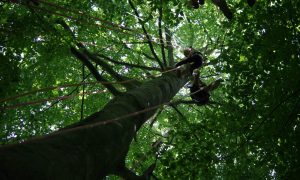 Grimpe d&rsquo;arbre au Sapin blanc du Parc Saint Exupéry_Annonay
