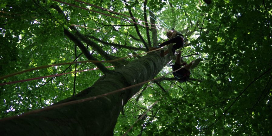 Grimpe d&rsquo;arbre au Sapin blanc du Parc Saint Exupéry