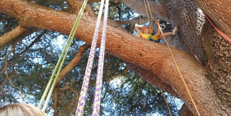Grimpe d&rsquo;arbres au cèdre de Vidalon