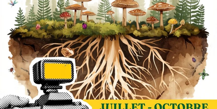 Concours photos « Champignons dessus / dessous » – Lire en Fête 2026