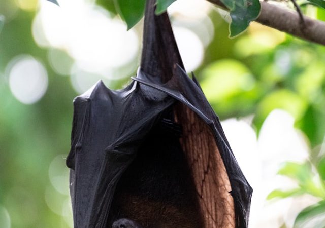 À la découverte des chauves-souris !