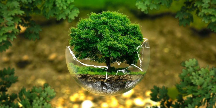 Atelier : Biodiversité en danger, du constat à l’action