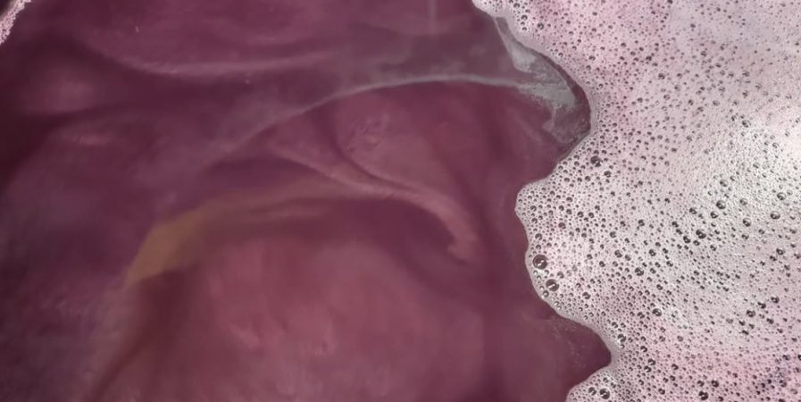 Initiation à la vinification et dégustation