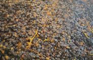 Initiation à la vinification et dégustation_Rosières