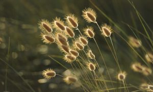 Conférence sur le vivant et les milieux naturels_Annonay