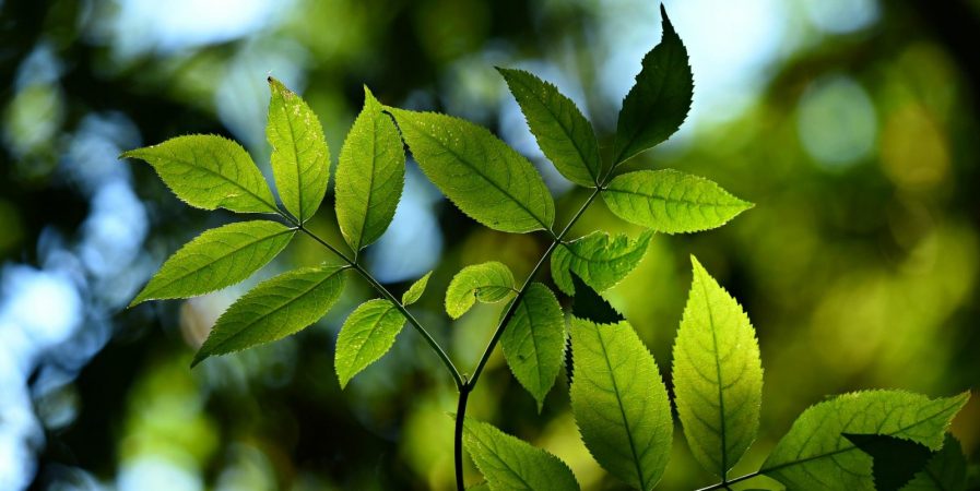Botanique Connectée : découvrir et nommer ce qu&rsquo;on a sous les yeux