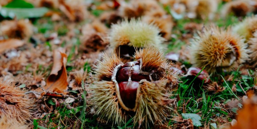 Castanea Vibrations : écoutez la châtaigneraie
