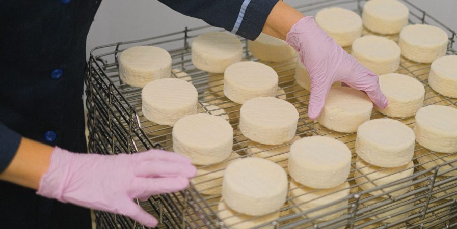 Du lait au fromage : la science en action