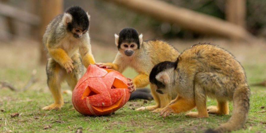 Halloween au Wow Safari Peaugres