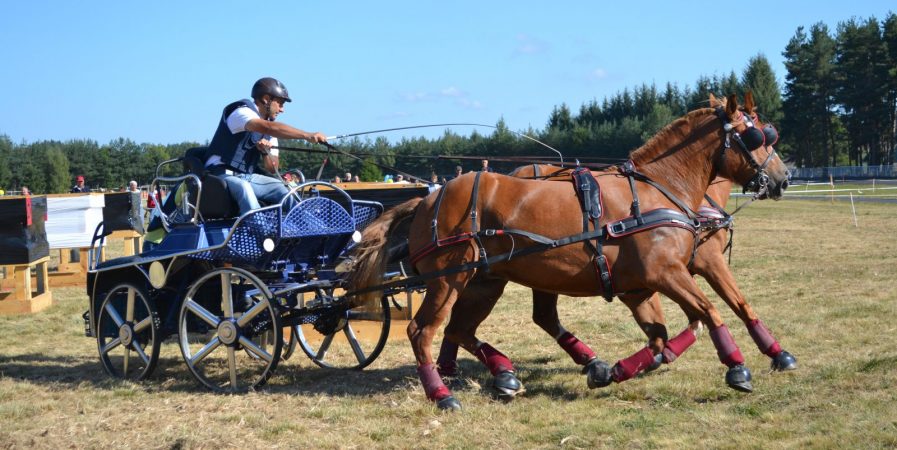 Concours National d’Attelage