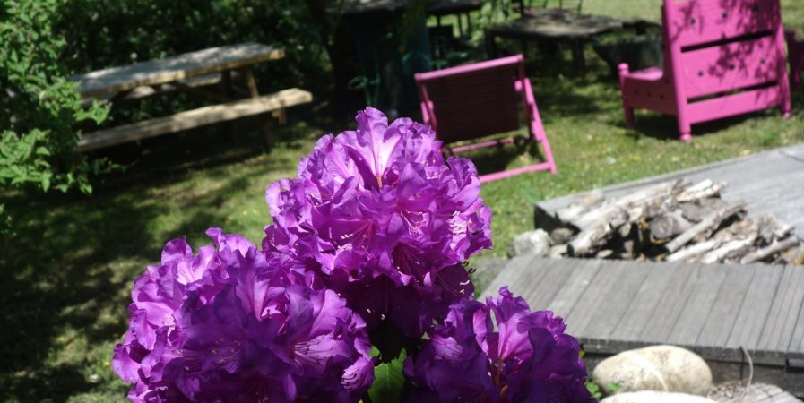 L’Automnal gourmand – Fleurs comestibles dans jardin gourmand